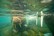 Underwater close up of a curious young bull Walrus (Odobenus rosmarus) in waters along Spitsbergen and the northwest coast of the Svalbard Archipelago, Norway, Arctic Ocean, July