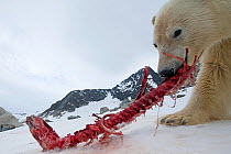 Polar bear (Ursus maritimus) adult feeds on the carcass of a Bearded seal (Erignathus barbatus), pup catch, Spitsbergen and the northwest coast of the Svalbard Archipelago, Norway, Greenland Sea, July