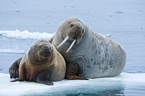 Walrus (Odobenus rosmarus) cow and calf rest on an ice floe along the northern coast of Spitsbergen and the Svalbard Archipelago, Norway, Arctic Ocean, July