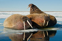 Walrus (Odobenus rosmarus) group rest on an ice floe along the northern coast of Spitsbergen and the Svalbard Archipelago, Norway, Arctic Ocean, July