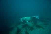 Adult bull Walrus (Odobenus rosmarus) swims underwater, along Spitsbergen and the northwest coast of the Svalbard Archipelago, Norway, Arctic Ocean, July
