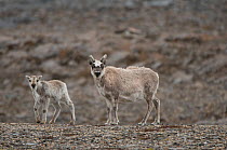 Svalbard reindeer (Rangifer tarandus platyrhynchus) a small subspecies of Rangifer tarandus, doe and fawn forage on the tundra, northwestern Spitsbergen, Svalbard Archipelago, Norway, July