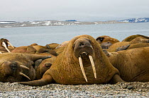 Walrus (Odobenus rosmarus) herd of bulls resting on a beach along the northwestern coast of Spitsbergen and the Svalbard Archipelago, Norway, Arctic Ocean, July
