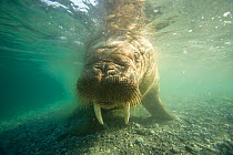 Underwater close up of a curious young bull Walrus, (Odobenus rosmarus), in waters along Spitsbergen and the northwest coast of the Svalbard Archipelago, Norway, Arctic Ocean, July