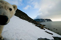 Polar bear (Ursus maritimus) curious adult investigates a remote camera along a hillside on Spitsbergen and the northwest coast of the Svalbard Archipelago, Norway, Greenland Sea, July