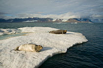 Bearded seals (Erignathus barbatus) cow and calf rest on sea ice floating off Spitsbergen and the northwest coast of the Svalbard Archipelago, Norway, Greenland Sea, July