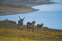 Svalbard reindeer (Rangifer tarandus platyrhynchus) a small subspecies of reindeer, buck, doe and fawn forage on the tundra, northwestern Spitsbergen, Svalbard Archipelago, Norway, July