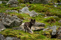 Blue phase Arctic fox (Alopex lagopus) adult vixen searches for food along the northwestern coast of Spitsbergen and the Svalbard Archipelago, Norway, Arctic Ocean, July