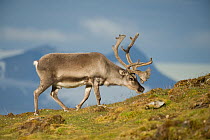 Svalbard reindeer (Rangifer tarandus platyrhynchus), a small subspecies, adult buck forages on the tundra, northwestern Spitsbergen, Svalbard Archipelago, Norway, July