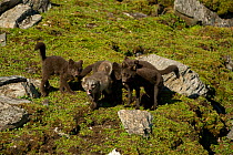 Blue phase Arctic fox (Alopex lagopus) pups outside their den along the northwestern coast of Spitsbergen and the Svalbard Archipelago, Norway, Arctic Ocean, July