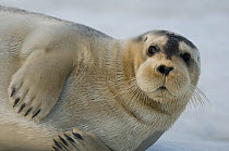 Bearded seal (Erignathus barbatus) pup rests on sea ice floating off Spitsbergen and the northwest coast of the Svalbard Archipelago, Norway, Greenland Sea, July