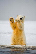 Polar bear (Ursus maritimus) curious cub sits up on its hind legs, paws raised, and tries to balance itself, along Bernard Spit in autumn, 1002 area of the Arctic National Wildlife Refuge, Alaska, Oct...