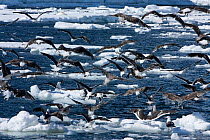 Large flock of Southern black backed gulls / Kelp gulls (Larus dominicanus) Antarctica, February 2009, Taken on location for BBC Frozen Planet series