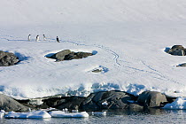 Adelie penguins (Pygoscelis adeliae) heading back to colony from the sea, Fish Island, Antarctica, February 2009, Taken on location for BBC Frozen Planet series