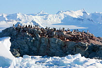 Adelie penguin (Pygoscelis adeliae) large group on coast, Fish Island, Antarctica, February 2009, Taken on location for BBC Frozen Planet series