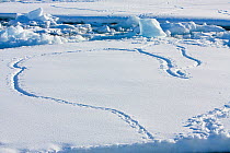 Tracks in snow of Adelie penguins (Pygoscelis adeliae) walking from coast to colony, Fish Island, Antarctica, February 2009, Taken on location for BBC Frozen Planet series