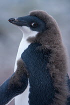 Adelie penguin (Pygoscelis adeliae) chick nearly fledged with last of down feathers but yet to show adults eye ring, Fish Island, Antarctica, February, Taken on location for BBC Frozen Planet series
