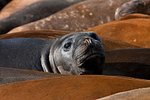 Southern elephant seal pup (Mirounga leonina), Antarctica, February, Taken on location for BBC Frozen Planet series