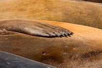 Flipper detail of Southern elephant seal (Mirounga leonina) Antarctica, February, Taken on location for BBC Frozen Planet series