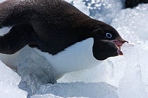 Adelie penguin (Pygoscelis adeliae) adult pecking off piece of ice, Antarctica, February, Taken on location for BBC Frozen Planet series