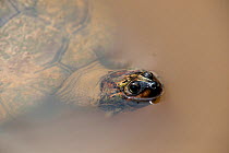 Giant South American Turtle (Podocnemis expansa) with head above water. Captive. Cayenne, French Guiana, July.