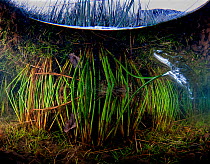 A split level underwater view of Juncus Grass at lake margin. Llyn Dinas, Snowdonia, Wales, January 2011.