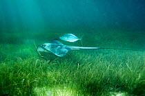 Common Stingray (Dasyatis pastinaca) and fish above seagrass. Akumal, Mexico, February.