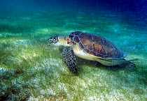 Green Sea Turtle (Chelonia mydas) swimming over seagrass. Akumal, Mexico, February.