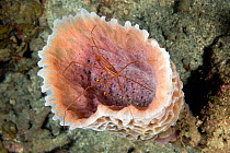 Yellowline Arrow Crab (Stenorhynchus seticomis) in an Azure Vase Sponge (Callyspongia plicifera). St Lucia, West Indies, July.