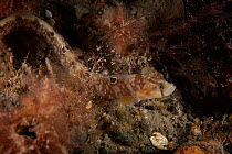 Butterfish / Gunnell (Pholis gunellus) in rockpool habitat. Cardigan Bay, Wales, April.
