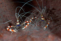 Two Banded Coral Shrimp (Stenopus hispidus). St Lucia, West Indies, July.