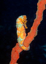 Longsnout Seahorse (Hippocampus reidi) on coral. St Lucia, West Indies, July.