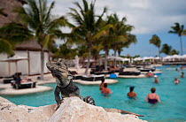 Black Iguana / Ctenosaur (Ctenosaura similis) by resort swimming pool. Playa del Carmen, Mexico, February.