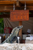 Black Iguana / Black Ctenosaur (Ctenosaura similis) in front of resort restaurant. Playa del Carmen, Mexico, February.