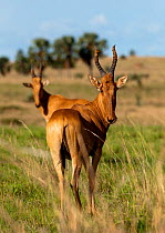 A pair of Jackson's / Lelwel Hartebeest (Alcelaphus buselaphus jacksoni / lelweli) standing in scrub. Murchison Falls National Park, Uganda, April.