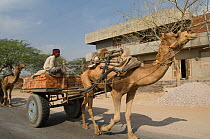 Camel cart carrying bricks, Rajasthan, India