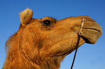 Dromedary camel (Camelus dromedarius) head portrait of domestic animal, Rajasthan, India