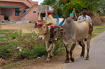 Man herding sacred painted cows along road, Karnataka, Southern India