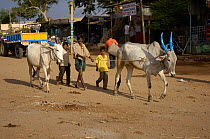 Man and children herding sacred painted cows along road, Karnataka, Southern India