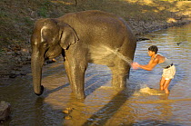 Domesticated Indian elephant (Elephas maximus) being washed by mahout, Pench Tiger Reserve, Madhya Pradesh, India