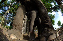 Wide angle view of baby Indian elephant, domesticated (Elephas maximus indicus), just a few days old standing below mothe'rs legs, Pench Tiger Reserve, Madhya Pradesh, India