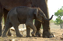 Baby Indian elephant (Elephas maximus) just a few days old alongside mother, domesticated, Pench Tiger Reserve, Madhya Pradesh, India