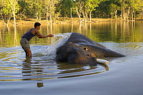 Domesticated Indian elephant (Elephas maximus) having a bath in water with mahout, Pench Tiger Reserve, Madhya Pradesh, India