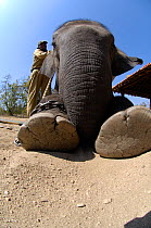 Domesticated Indian elephant (Elephas maximus) low angle view of having howdah fitted to take people into Pench Tiger Reserve, Madhya Pradesh, India