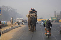Domesticated Indian elephant (Elephas maximus) walking along road in traffic, New Delhi near the airport, India