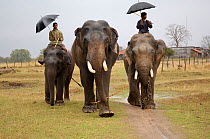 Domesticated Indian elephants (Elephas maximus) being walked to forest at end of the working day, Pench Tiger Reserve, Madhya Pradesh, India