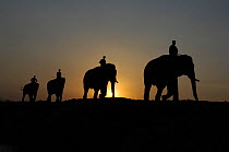 Domesticated Indian elephants (Elephas maximus) being walked to forest at sunset, Pench Tiger Reserve, Madhya Pradesh, India