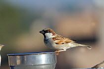 Indian House sparrow (Passer domesticus) on drinking cup, Rajasthan, India