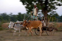 Blurred view of traditional Ox cart in rural Madhya Pradesh, India