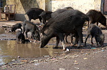 Domestic pigs, adult and young (Sus scrofa domestica) feeding on roadside, Agra, Uttar Pradesh, India